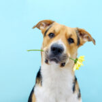 Celebrate International Dog Day: Party Hire Ideas for Pet Lovers