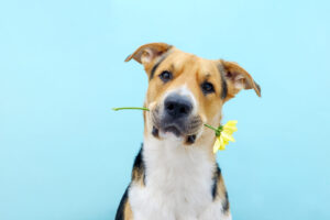 Close,Up,A,Dog,Holding,A,Flower,Chrysanthemum,In,Its