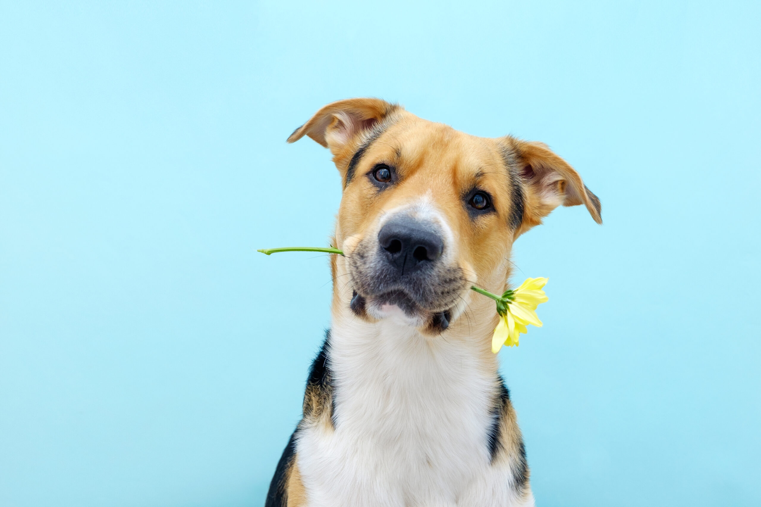 Close,Up,A,Dog,Holding,A,Flower,Chrysanthemum,In,Its